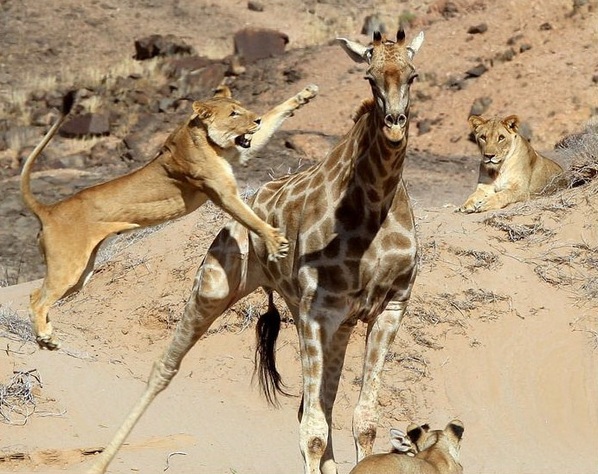 giraffes predators